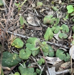 Acianthus sp. at Bruce, ACT - suppressed