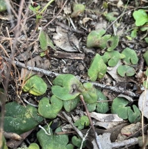 Acianthus sp. at Bruce, ACT - suppressed