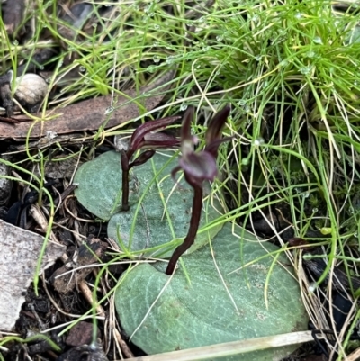 Cyrtostylis reniformis (Common Gnat Orchid) at Black Mountain - 31 Aug 2022 by dgb900
