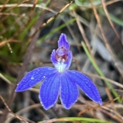 Cyanicula caerulea (Blue Fingers, Blue Fairies) at Black Mountain - 31 Aug 2022 by dgb900