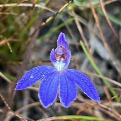 Cyanicula caerulea (Blue Fingers, Blue Fairies) at Bruce, ACT - 31 Aug 2022 by dgb900