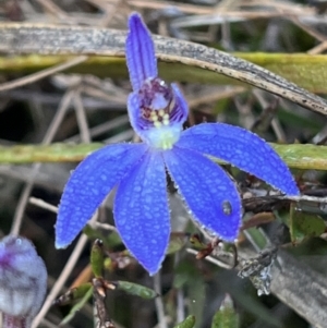 Cyanicula caerulea at Bruce, ACT - 1 Sep 2022