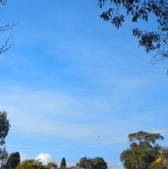 Callocephalon fimbriatum at Phillip, ACT - suppressed