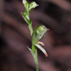 Bunochilus montanus (Montane Leafy Greenhood) at Tidbinbilla Nature Reserve - 31 Aug 2022 by TimL