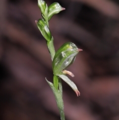 Bunochilus montanus (ACT) = Pterostylis jonesii (NSW) (Montane Leafy Greenhood) at Paddys River, ACT - 31 Aug 2022 by TimL