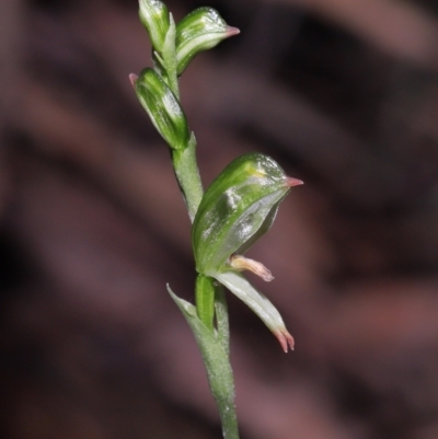 Bunochilus montanus (ACT) = Pterostylis jonesii (NSW) (Montane Leafy Greenhood) at Paddys River, ACT - 31 Aug 2022 by TimL