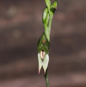 Bunochilus montanus (ACT) = Pterostylis jonesii (NSW) at Paddys River, ACT - suppressed