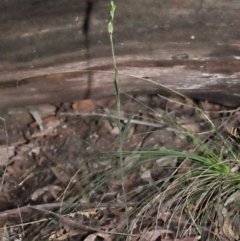 Bunochilus montanus (ACT) = Pterostylis jonesii (NSW) at Paddys River, ACT - suppressed