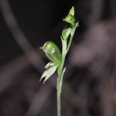 Bunochilus montanus (ACT) = Pterostylis jonesii (NSW) at Paddys River, ACT - suppressed