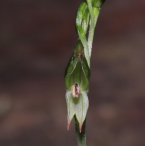 Bunochilus montanus (ACT) = Pterostylis jonesii (NSW) at Paddys River, ACT - suppressed