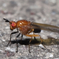 Rhagadolyra magnicornis (Lauxaniid fly) at Paddys River, ACT - 31 Aug 2022 by TimL
