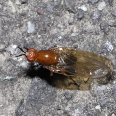 Sapromyza sp. (genus) at Paddys River, ACT - 31 Aug 2022