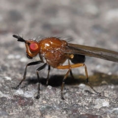 Sapromyza sp. (genus) at Paddys River, ACT - 31 Aug 2022