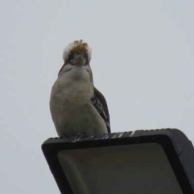 Dacelo novaeguineae (Laughing Kookaburra) at Greenway, ACT - 24 Jul 2022 by RodDeb