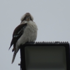 Dacelo novaeguineae at Greenway, ACT - 24 Jul 2022 11:09 AM