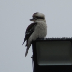 Dacelo novaeguineae at Greenway, ACT - 24 Jul 2022 11:09 AM