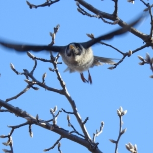 Manorina melanocephala at Greenway, ACT - 24 Jul 2022