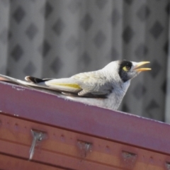 Manorina melanocephala at Greenway, ACT - 24 Jul 2022