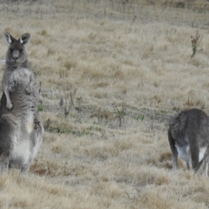 Macropus giganteus at Greenway, ACT - 1 Aug 2022