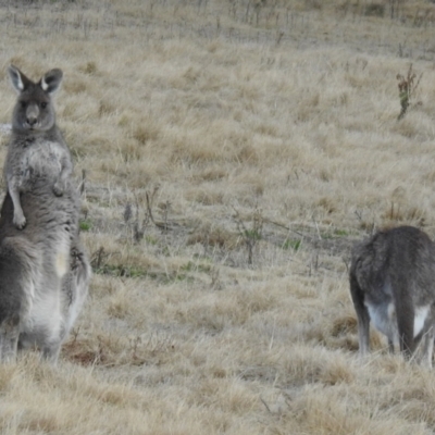Macropus giganteus (Eastern Grey Kangaroo) at Greenway, ACT - 1 Aug 2022 by RodDeb