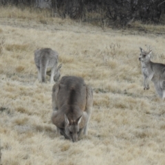 Macropus giganteus at Greenway, ACT - 1 Aug 2022