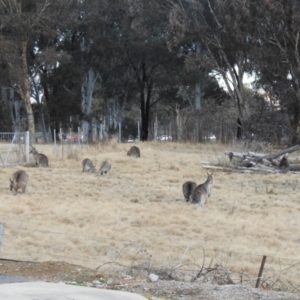 Macropus giganteus at Greenway, ACT - 1 Aug 2022