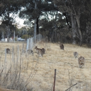 Macropus giganteus at Greenway, ACT - 1 Aug 2022