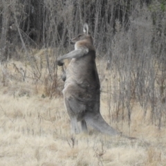 Macropus giganteus at Greenway, ACT - 1 Aug 2022