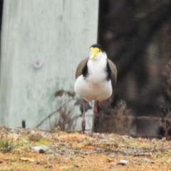 Vanellus miles (Masked Lapwing) at Greenway, ACT - 23 Aug 2022 by RodDeb