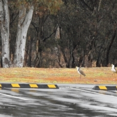 Vanellus miles at Greenway, ACT - 23 Aug 2022 10:59 AM