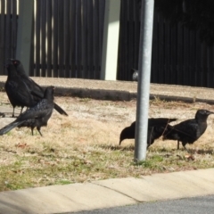 Corcorax melanorhamphos (White-winged Chough) at Greenway, ACT - 22 Jul 2022 by RodDeb