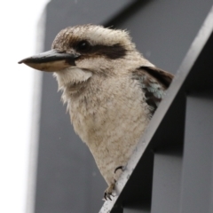 Dacelo novaeguineae (Laughing Kookaburra) at Greenway, ACT - 29 Aug 2022 by RodDeb