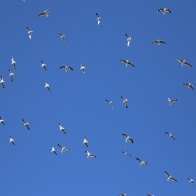 Chroicocephalus novaehollandiae (Silver Gull) at Fyshwick, ACT - 26 Aug 2022 by RodDeb