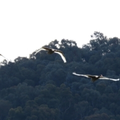 Cygnus atratus (Black Swan) at Fyshwick, ACT - 26 Aug 2022 by RodDeb