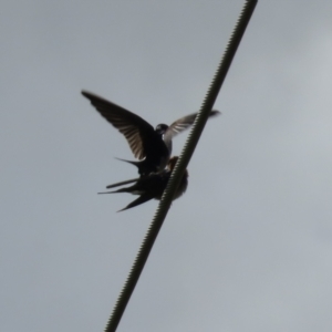 Hirundo neoxena at Fyshwick, ACT - 26 Aug 2022 12:58 PM