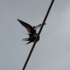 Hirundo neoxena (Welcome Swallow) at Fyshwick, ACT - 26 Aug 2022 by RodDeb