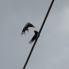 Hirundo neoxena at Fyshwick, ACT - 26 Aug 2022 12:58 PM