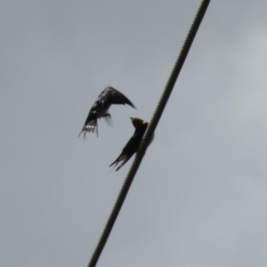 Hirundo neoxena at Fyshwick, ACT - 26 Aug 2022 12:58 PM