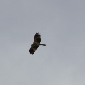 Haliastur sphenurus at Fyshwick, ACT - 26 Aug 2022 12:12 PM