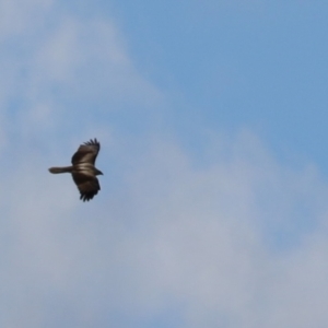 Haliastur sphenurus at Fyshwick, ACT - 26 Aug 2022 12:12 PM