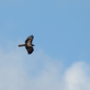 Haliastur sphenurus at Fyshwick, ACT - 26 Aug 2022 12:12 PM