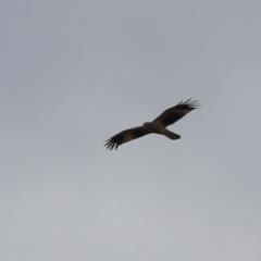 Haliastur sphenurus at Fyshwick, ACT - 26 Aug 2022 12:12 PM