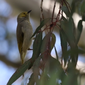 Ptilotula penicillata at Fyshwick, ACT - 26 Aug 2022