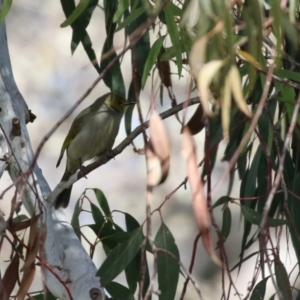 Ptilotula penicillata at Fyshwick, ACT - 26 Aug 2022