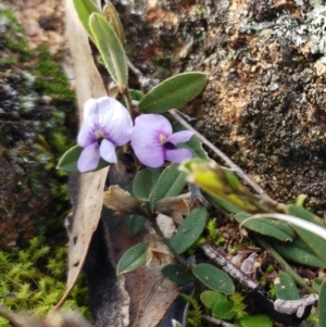 Hovea heterophylla at Molonglo Valley, ACT - 31 Aug 2022