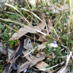 Hovea heterophylla at Molonglo Valley, ACT - 31 Aug 2022