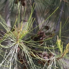 Acanthiza reguloides (Buff-rumped Thornbill) at Pine Island to Point Hut - 30 Aug 2022 by RodDeb