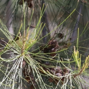 Acanthiza reguloides at Greenway, ACT - 30 Aug 2022 12:20 PM