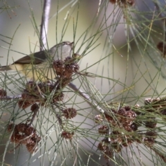 Acanthiza reguloides at Greenway, ACT - 30 Aug 2022