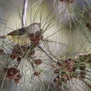 Acanthiza reguloides at Greenway, ACT - 30 Aug 2022 12:20 PM